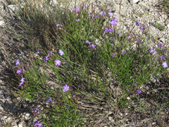 Bouchea linifolia
