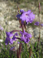 Bouchea linifolia