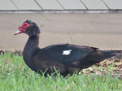 Cairina moschata domestica