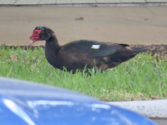 Cairina moschata domestica