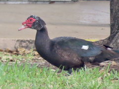 Cairina moschata domestica
