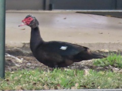 Cairina moschata domestica