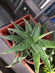Aloe squarrosa