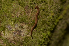 Cotyloplana