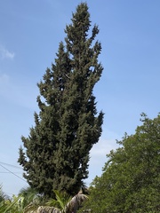 Cupressus