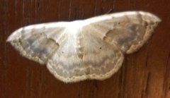 Somatina anthophilata