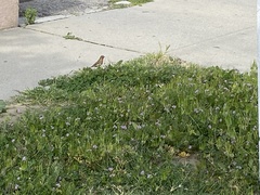 Haemorhous mexicanus