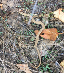 Philodryas chamissonis