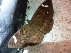 Erebus hieroglyphica