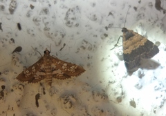 Sameodes cancellalis