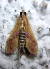 Agathodes ostentalis