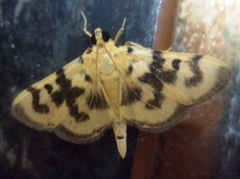 Dichocrocis