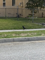 Corvus brachyrhynchos