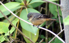 Knipolegus poecilurus