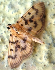 Dichocrocis