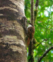 Pygarrhichas albogularis