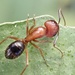 Camponotus floridanus - Photo 由 Julia Beach 所上傳的 (c) Julia Beach，保留部份權利CC BY