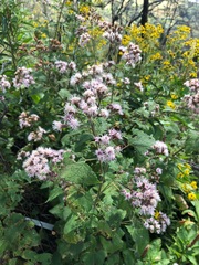 Ageratina deltoidea