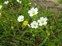 Mononeuria nuttallii