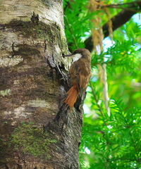 Pygarrhichas albogularis