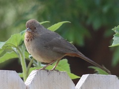 Melozone crissalis