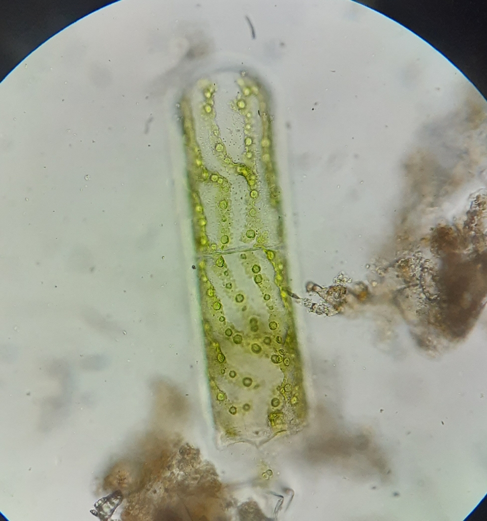 Sirocladium