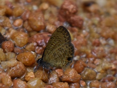 Prosotas nora superdates