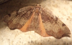 Achrosis rondelaria