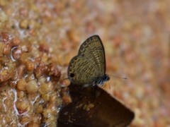 Prosotas nora superdates