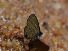 Prosotas nora superdates