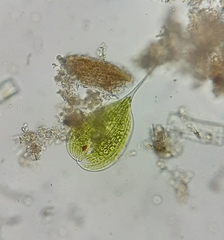 Phacus longicauda