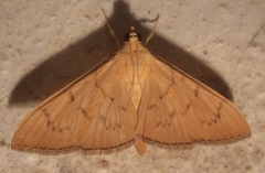Sericoplaga