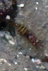 Heptacarpus pugettensis