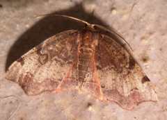 Achrosis rondelaria