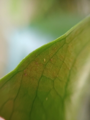 Frankliniella occidentalis