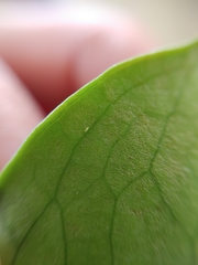 Frankliniella occidentalis