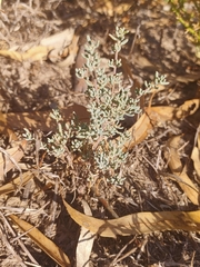 Enchylaena tomentosa