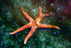 Henricia leviuscula
