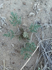 Cymopterus glomeratus