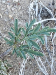 Cymopterus glomeratus