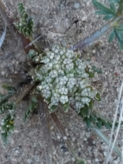 Cymopterus glomeratus