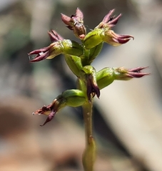 Genoplesium rufum