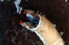 Discorsopagurus schmitti