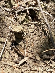 Plestiodon japonicus