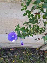 Convolvulus sabatius