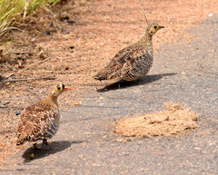Pterocles bicinctus multicolor