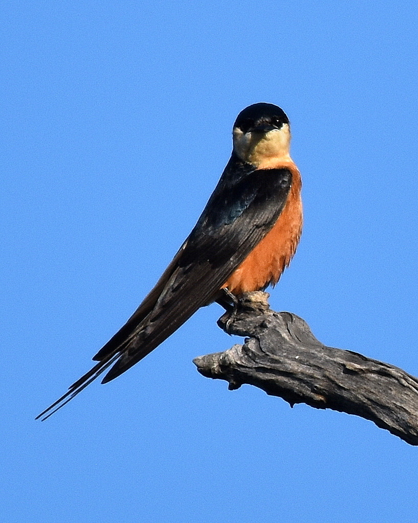 Mosque Swallow
