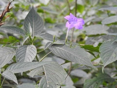Ruellia breedlovei