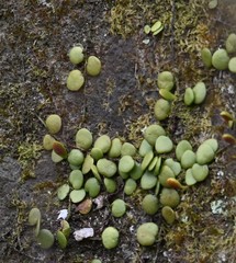 Lemmaphyllum microphyllum