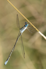 Lestes forficula